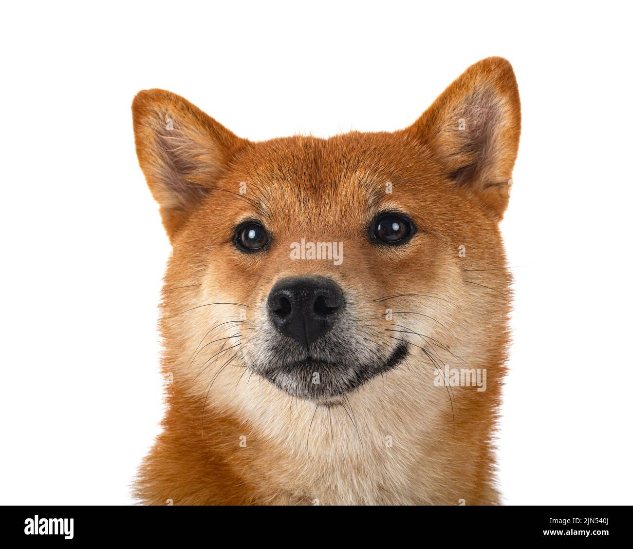 shiba inu in front of white background Stock Photo