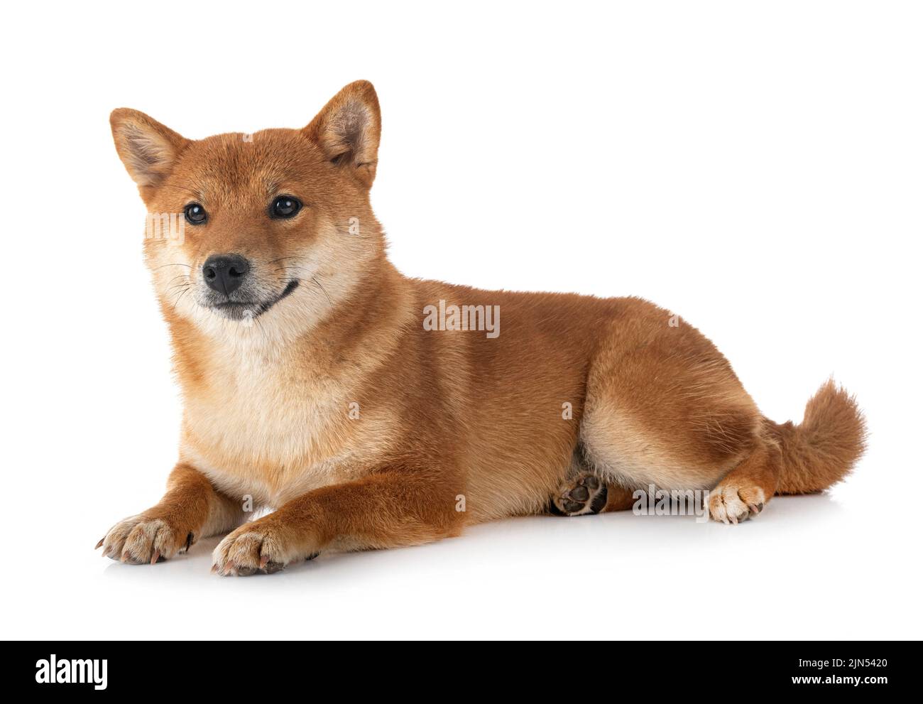 shiba inu in front of white background Stock Photo