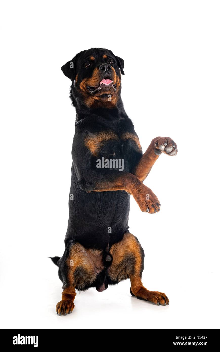 purebred rottweiler in front of white background Stock Photo