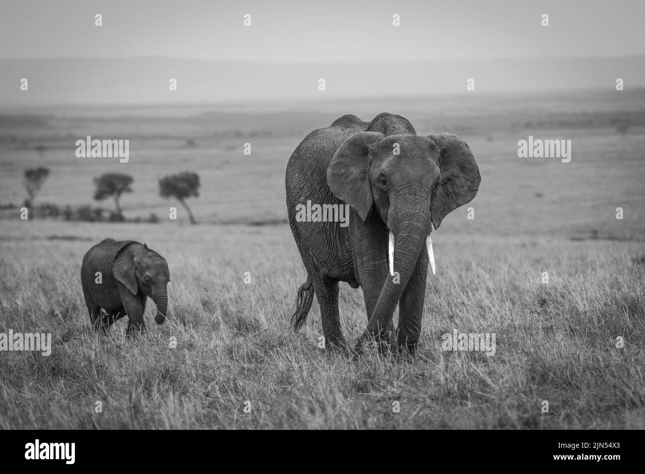 A grayscale shot of mother and baby elephant walking on grass field at daytime in National Park Stock Photo