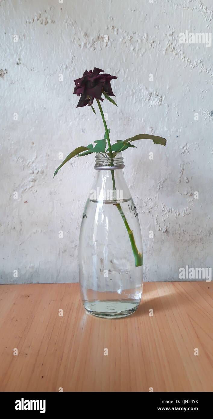 black rose flower in a glass vessel on white background Stock Photo - Alamy