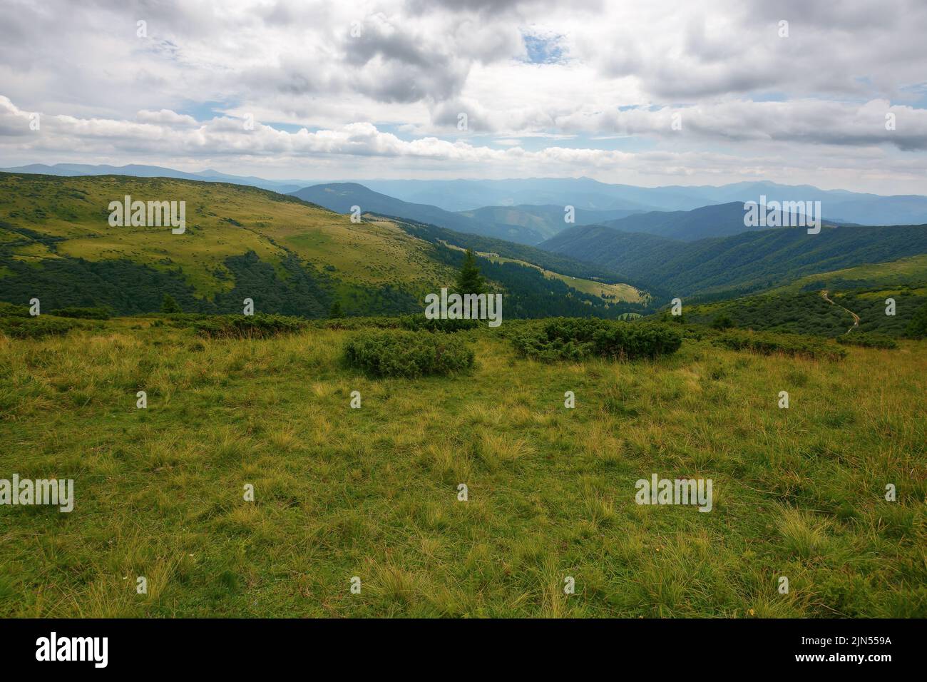 rolling hills and grassy meadows of carpathian. chornohora mountain ridge in the distance on a summer day with clouds on the sky Stock Photo