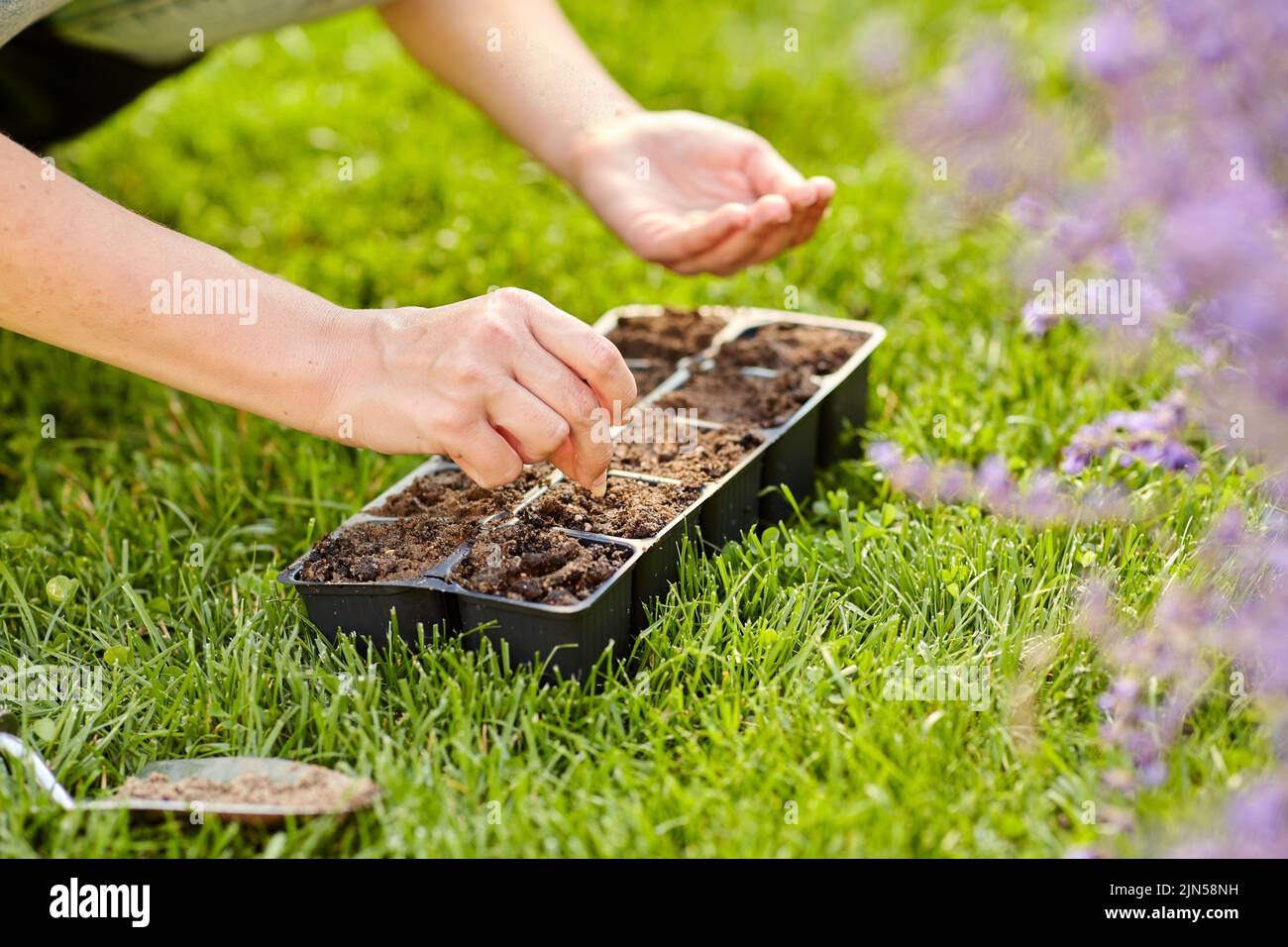 woman planting flower seeds to pots tray with soil Stock Photo