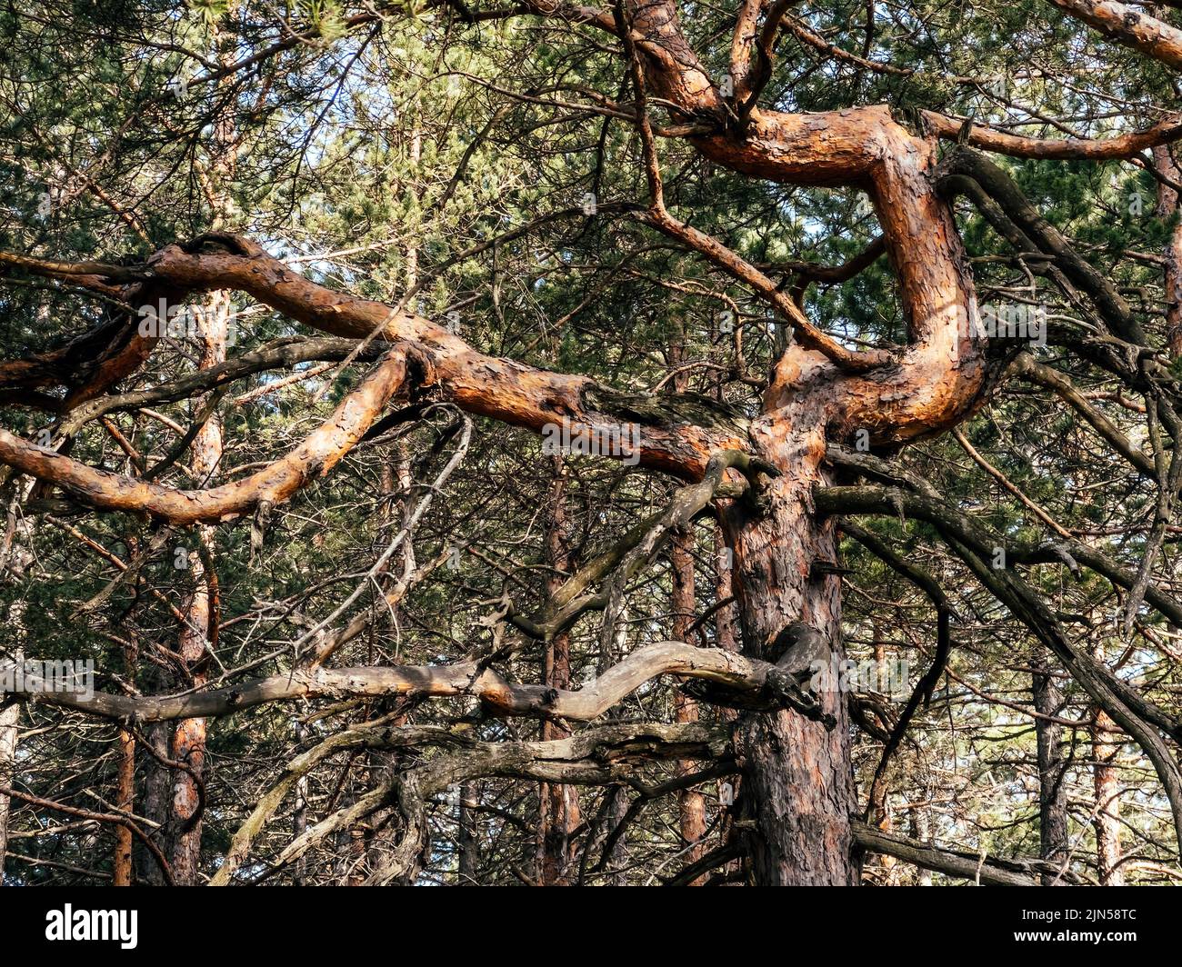 Dead old pine tree at Divcibare, Serbia. Divcibare is famous tourist resort of Maljen mountain. Stock Photo