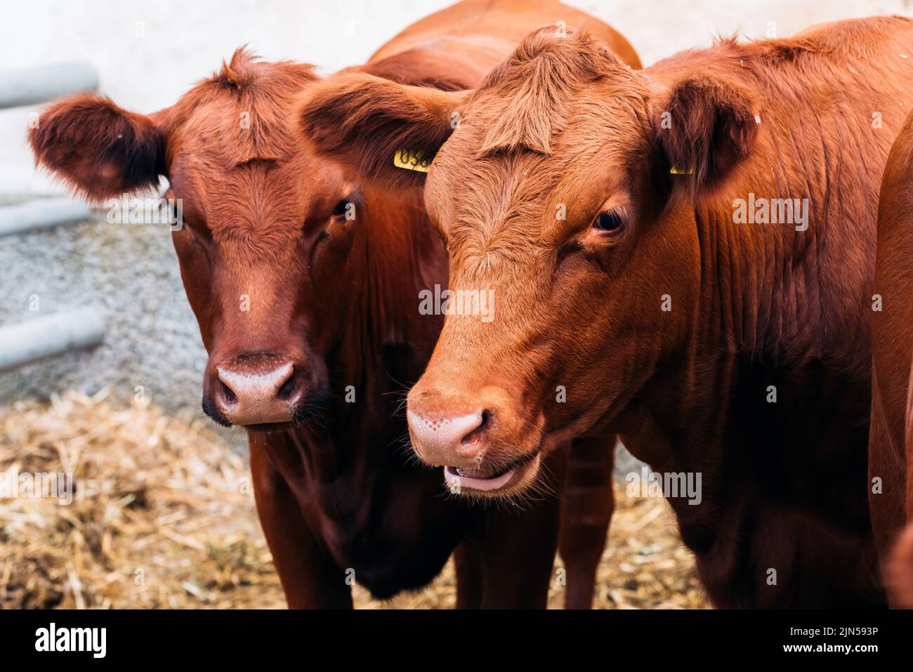 Two female limousin cows on farm, selective focus Stock Photo