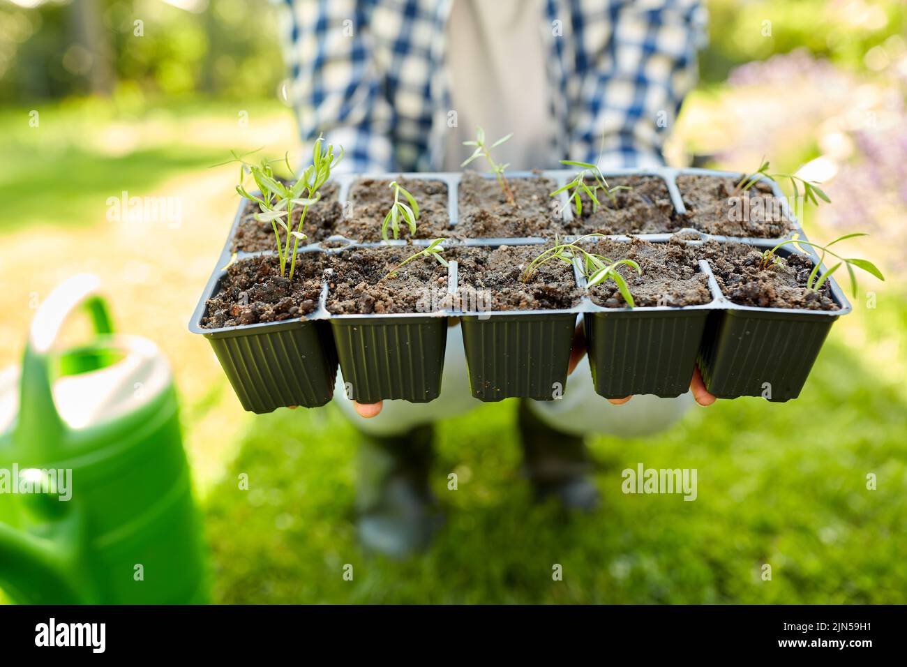 woman holding pots tray with seedlings at garden Stock Photo