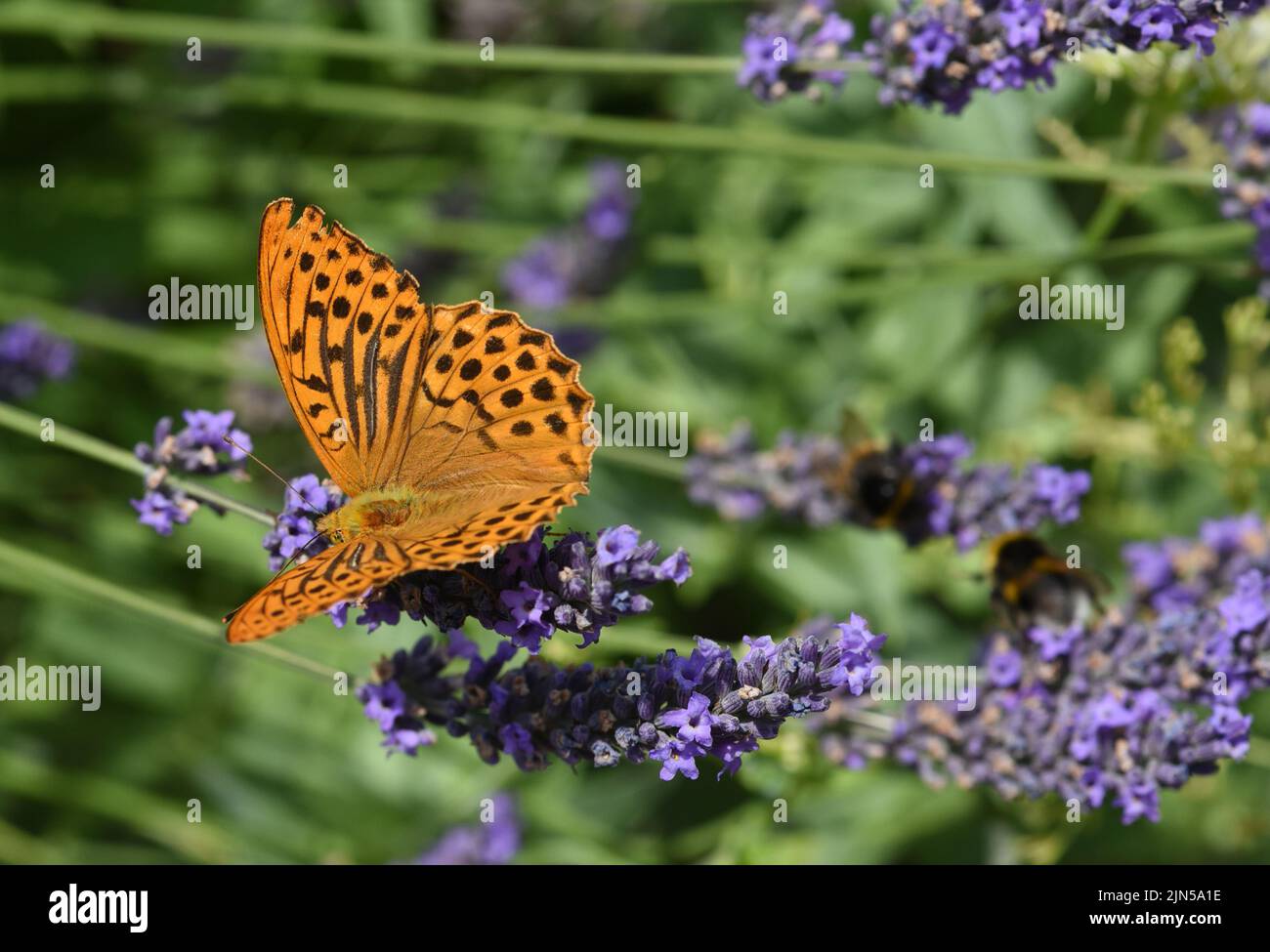 Kaisermantel, Argynnis paphia gehoert zu den Edel- Schmetterlingen und  sind Insekten mit grossen Fluegeln. Imperial mantle, Argynnis paphia belongs t Stock Photo