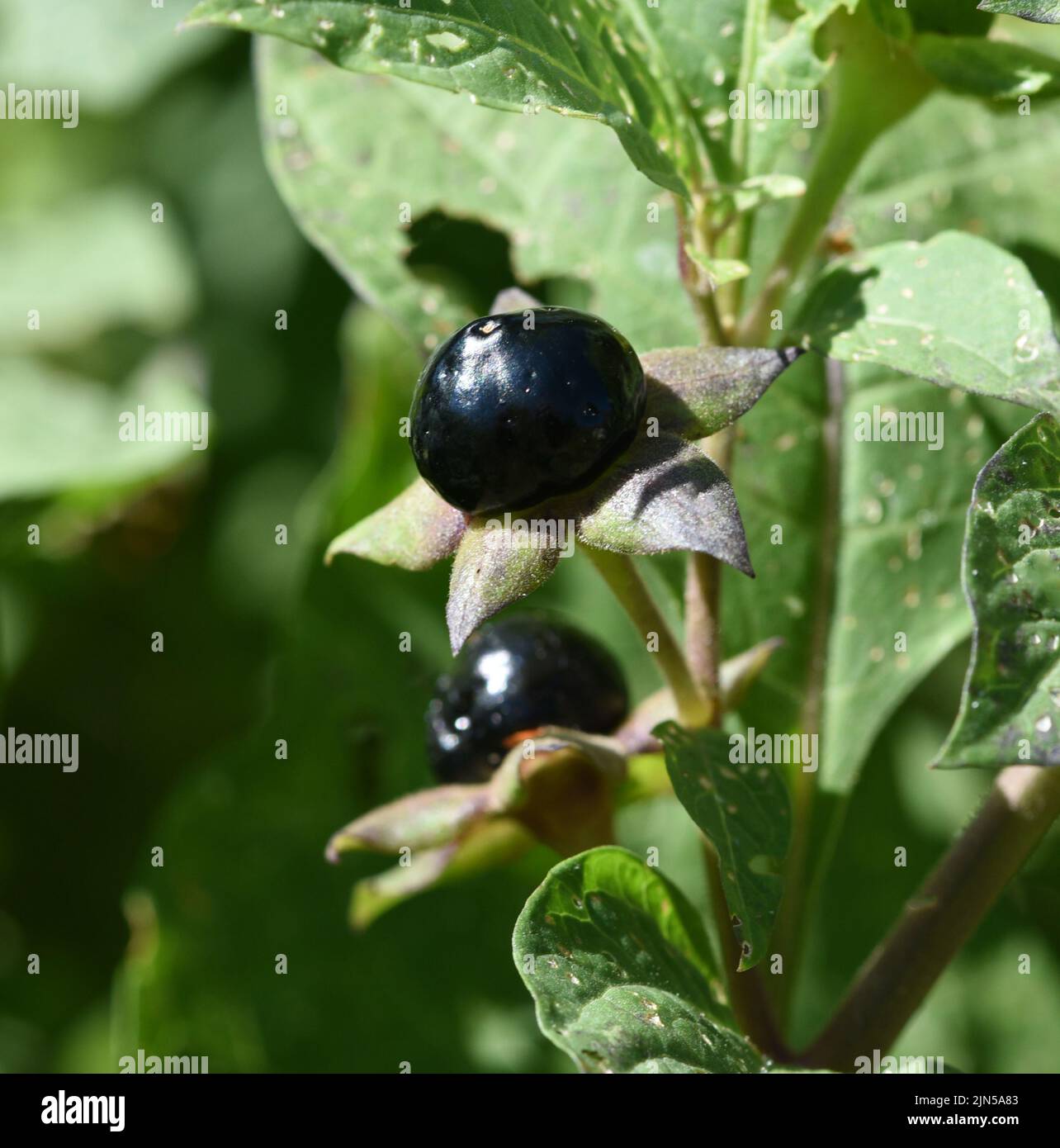 Tollkirsche, Atropa Bella-donna, hat schwarze Beeren und ist eine Gift-und Heilpflanze. Deadly Nightshade, Atropa bella-donna, has black berries and i Stock Photo