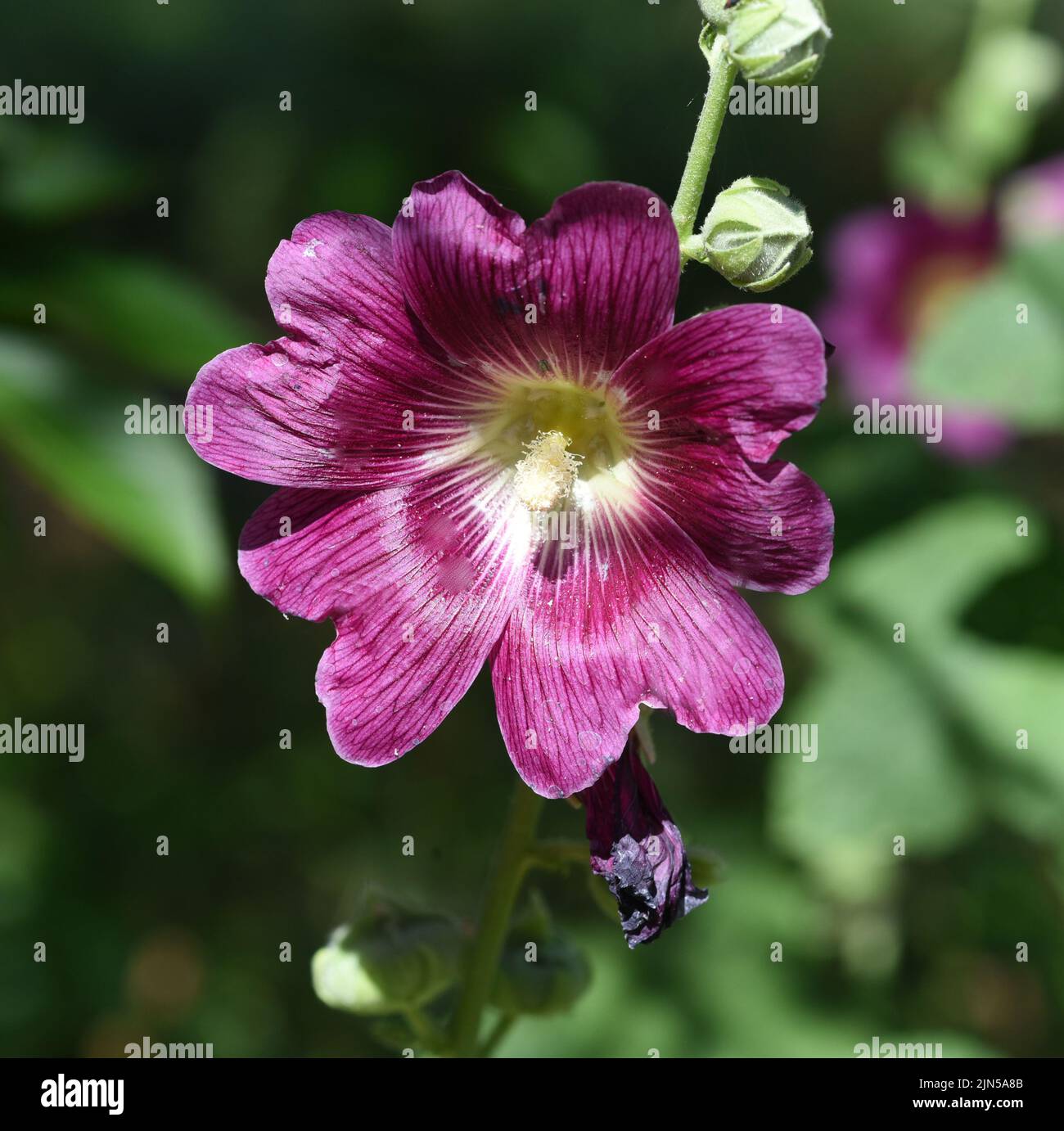 Stockrose, Alcea rosea, auch unter den Namen Stockmalve oder Bauernrose bekannt ist eine schoene Gartenblume und eine Heilpflanze. Hollyhock, Alcea ro Stock Photo