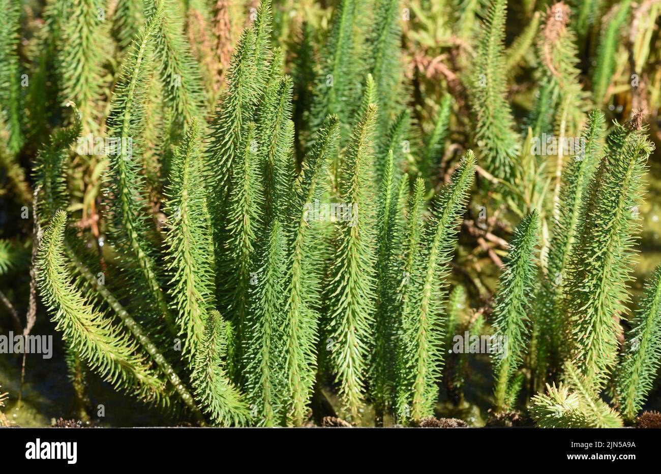Tannenwedel, Hippuris vulgaris, Blueten ist eine Wasserpflanze. Tannenwedel, Hippuris vulgaris, Blossom is an aquatic plant, Stock Photo