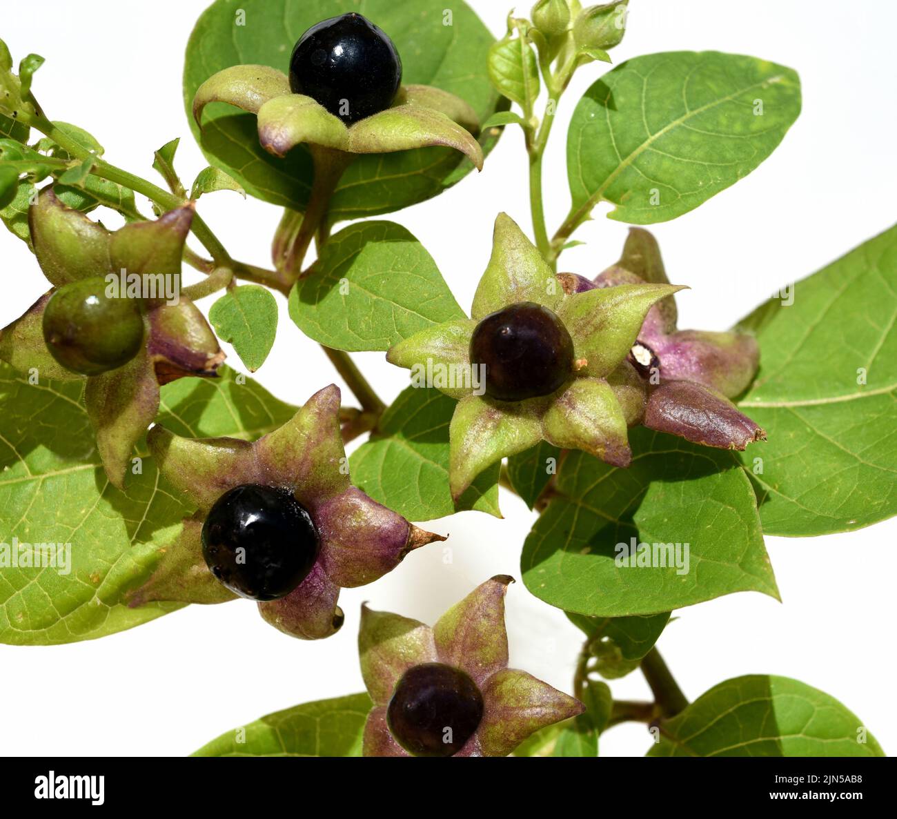 Tollkirsche, Atropa Bella-donna, hat schwarze Beeren und ist eine Gift-und Heilpflanze. Deadly Nightshade, Atropa bella-donna, has black berries and i Stock Photo