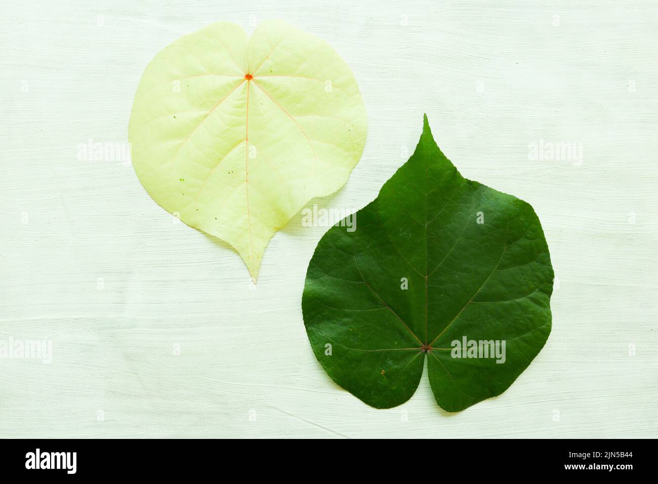 hibiscus tiliaceus leaf or waru varigata isolated on white background Stock Photo
