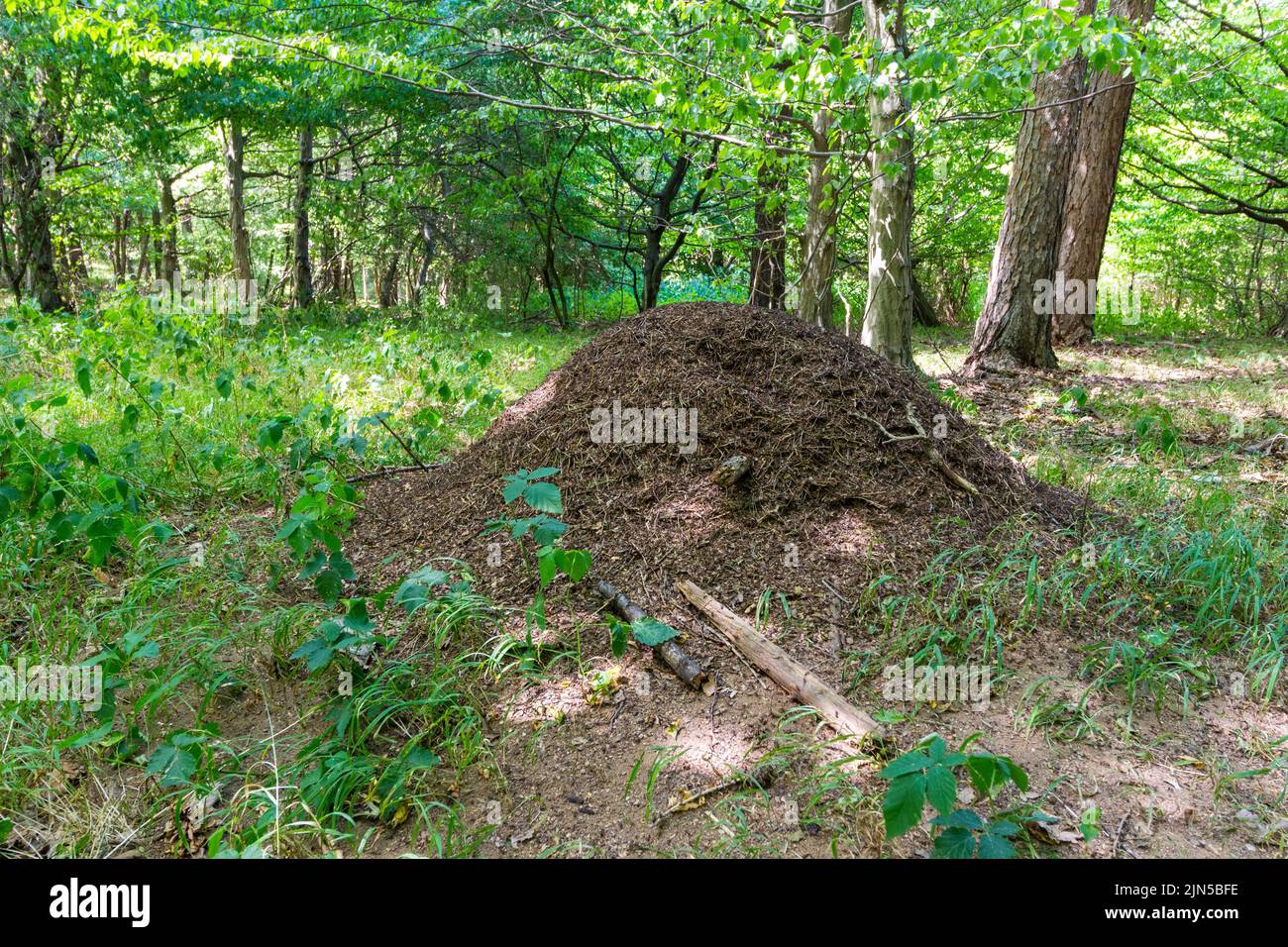 Ant nest hill in forest, Soproni-hegyseg, Sopron, Hungary Stock Photo