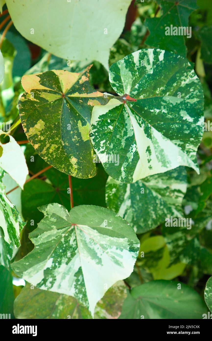 leaf Hibiscus tiliaceus or sea hibiscus or Waru Varigata green leaves on garden Stock Photo