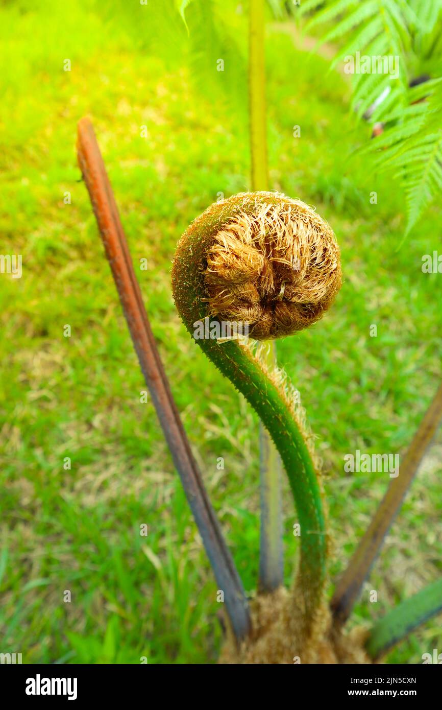 Hairy fern Cibotium barometz or monkey tail, unrolling a young frond at a botanical garden Stock Photo