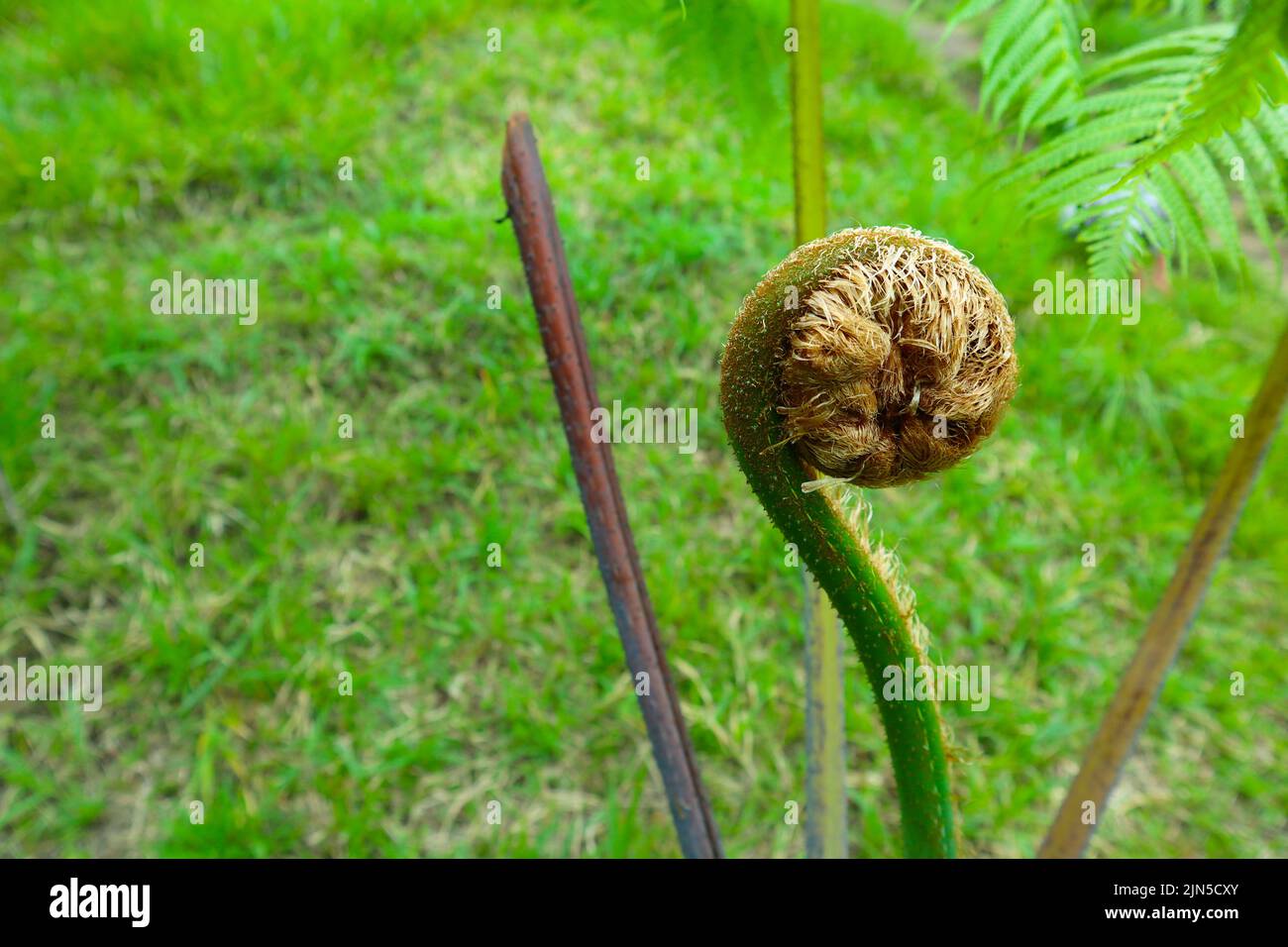 Hairy fern Cibotium barometz or monkey tail, unrolling a young frond at
