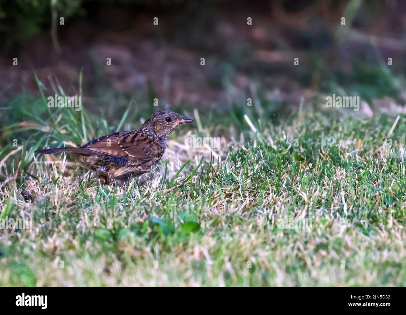 The Dunnock 'Prunella modularis' standing on grass in garden . Small bird with brown and grey feathers in shade of trees. Dublin, Ireland Stock Photo