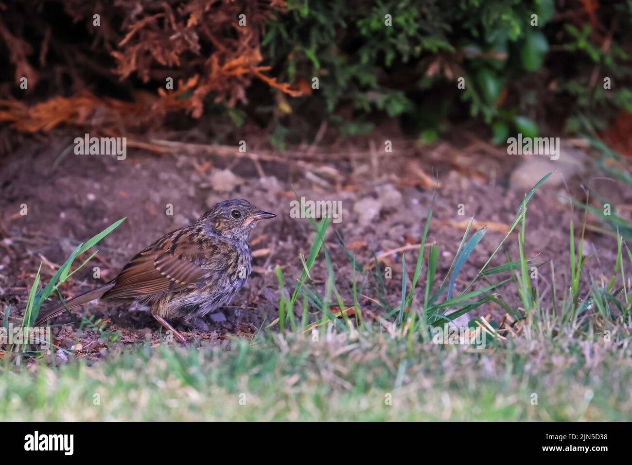Dunnock 'Prunella modularis' standing on grass in garden . Small bird with brown and grey feathers in shade. Dublin, Ireland Stock Photo
