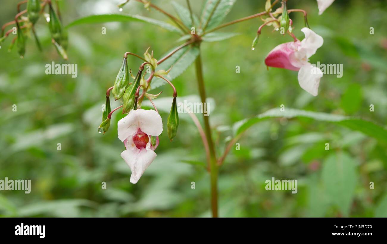 Himalayan balsam Impatiens glandulifera bloom close-up flower pink blossom detail, Ornamental touching jewelweed western honey insects collect saw Stock Photo