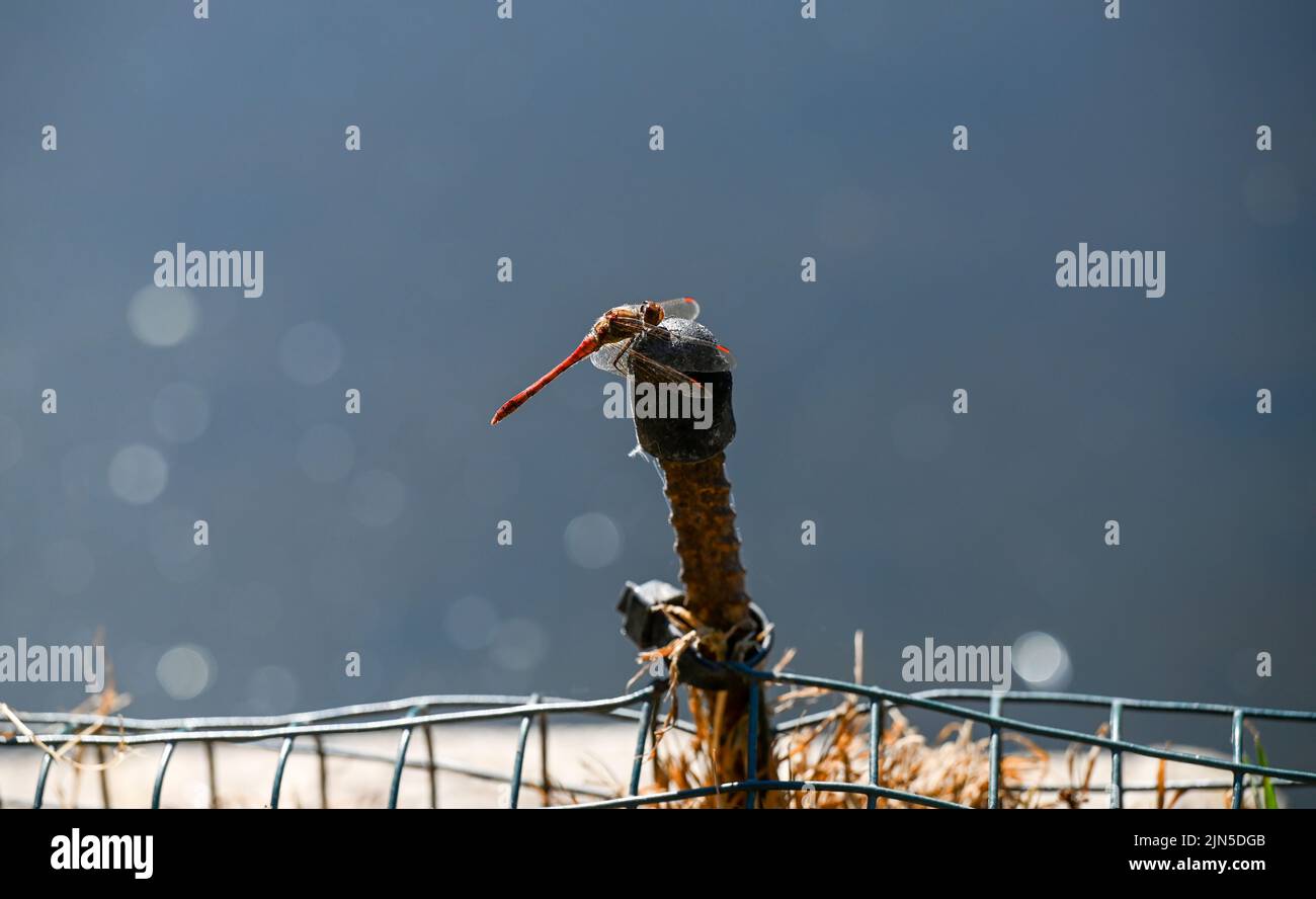 Hove , Brighton UK 9th August 2022 - A dragonfly perches on a post in Queens Park Brighton on another dry hot sunny day as some Water Companies are imposing hosepipe bans in parts of Britain this week : Credit Simon Dack / Alamy Live News Stock Photo