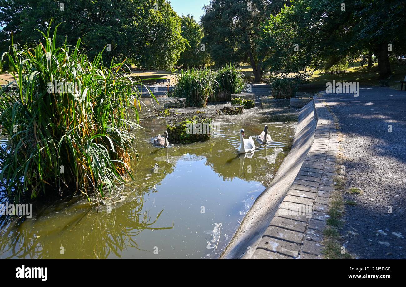 Hove , Brighton UK 9th August 2022 - Low water levels at Queens Park pond in Brighton on another dry hot sunny day as some Water Companies are imposing hosepipe bans in parts of Britain this week : Credit Simon Dack / Alamy Live News Stock Photo