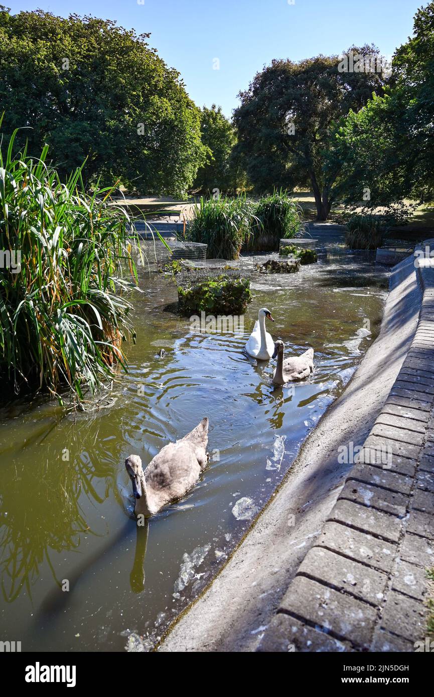 Hove , Brighton UK 9th August 2022 - A Mute Swan family on the low water levels at Queens Park pond in Brighton on another dry hot sunny day as some Water Companies are imposing hosepipe bans in parts of Britain this week : Credit Simon Dack / Alamy Live News Stock Photo
