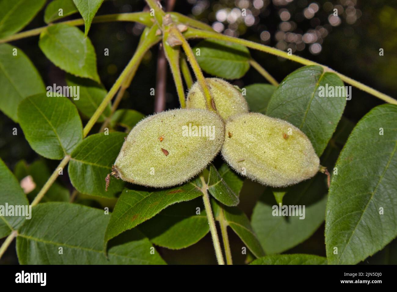 Juglans cinerea, butternut Stock Photo