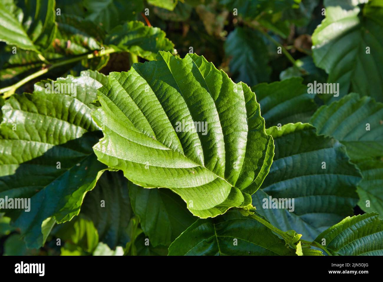 fresh green alder tree leaves Stock Photo