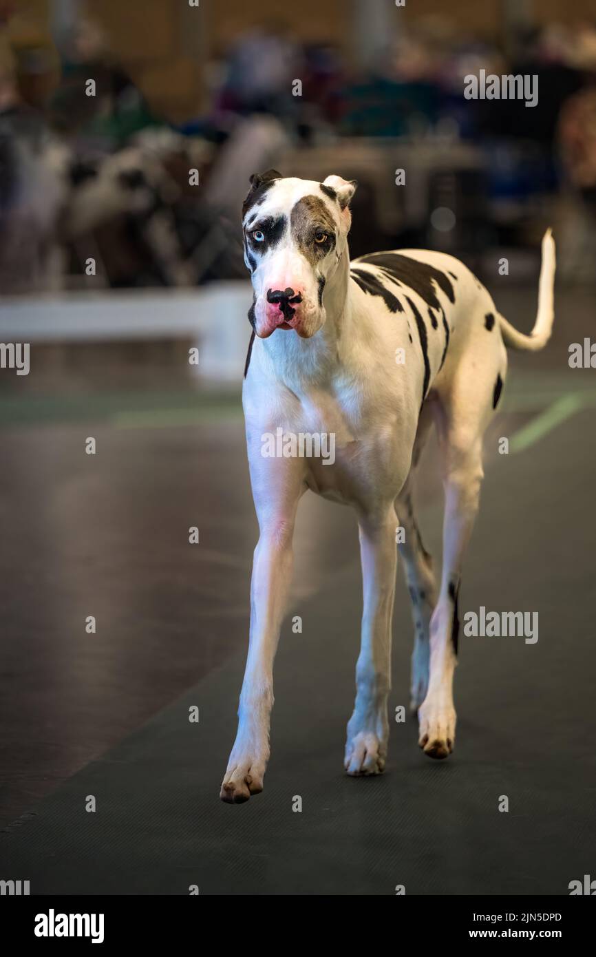 Show great dane hi res stock photography and images Alamy