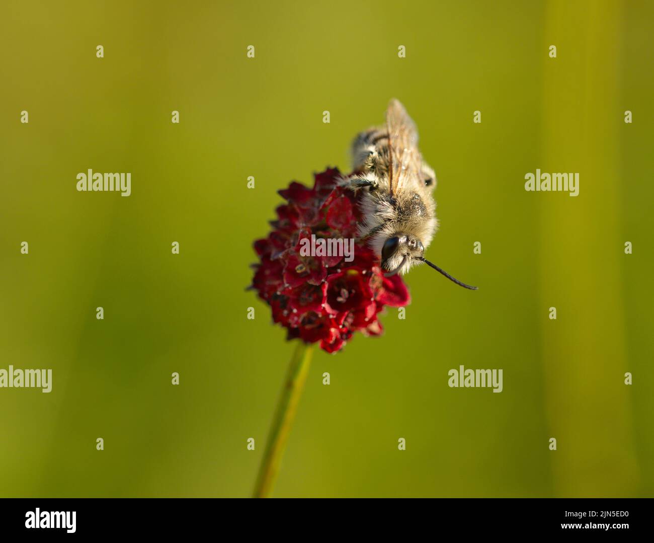 Macro photography of a bee on a flower Stock Photo