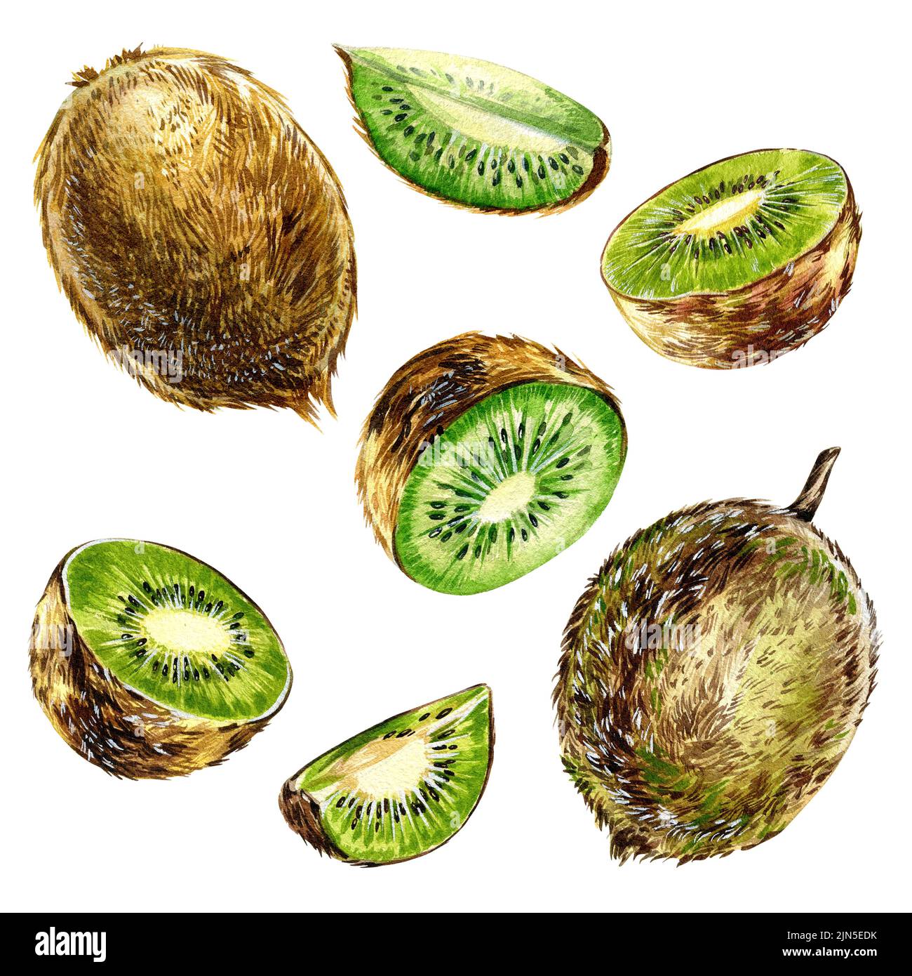 Kiwi slices illustrations isolated on white background. Fresh, tropical