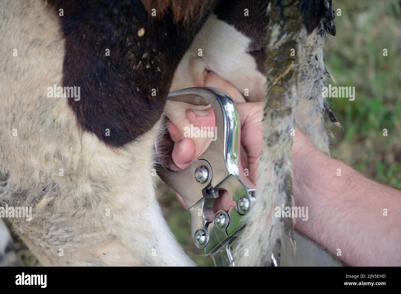 the veterinarian castrates the young bull Stock Photo Alamy