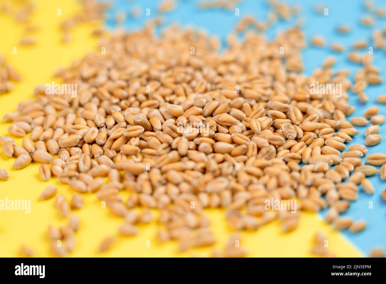 Wheat grains on the Ukrainian yellow blue flag. The concept of dangerous crop supplies from Ukraine due to the war. The danger of famine and the expor Stock Photo