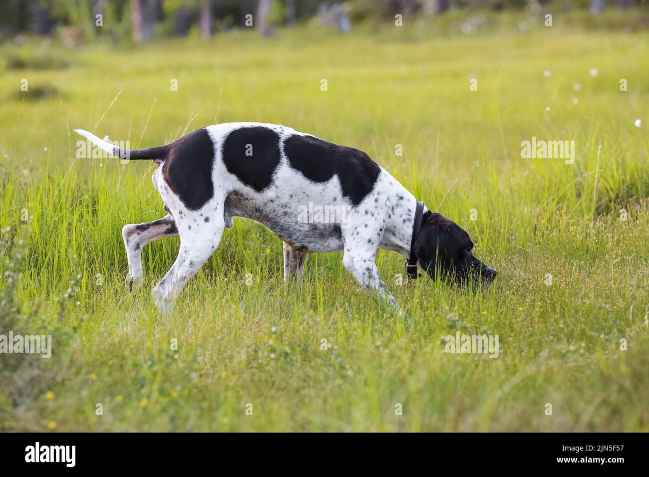 Dog english pointer hunting in the swamp Stock Photo Alamy