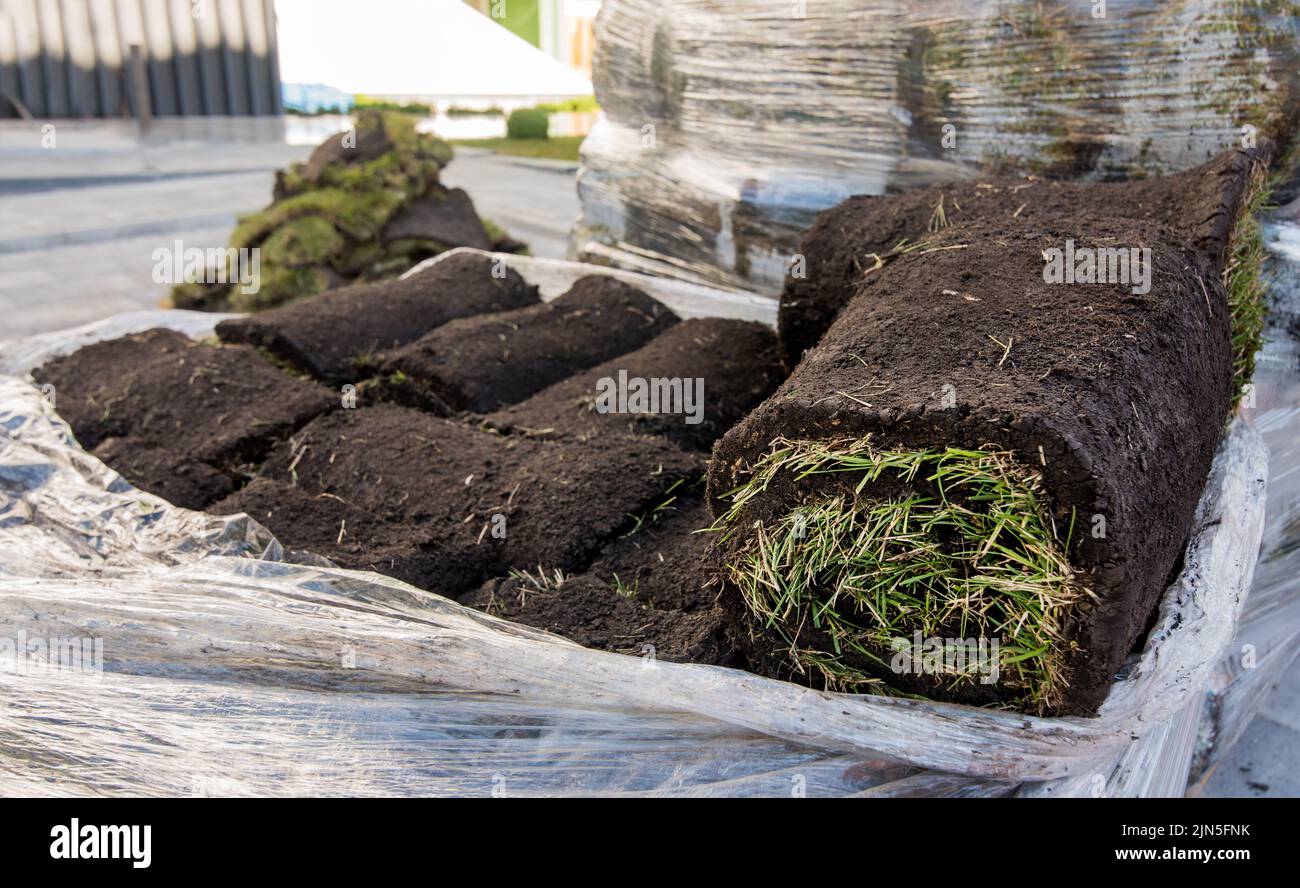 Lawn grass in rolls of packaging on a pallet. Laying a new lawn. The