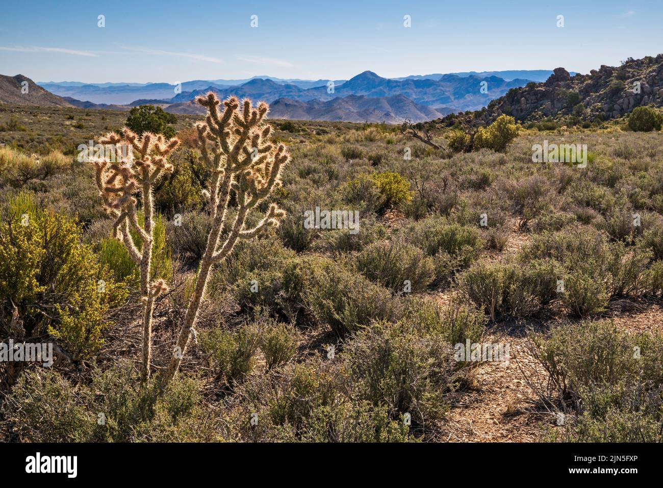 Buckhorn cholla cactus, Hiko Range in distance, sagebrush, Great Basin Desert, Logan Canyon Road, Basin and Range National Monument, Nevada, USA Stock Photo