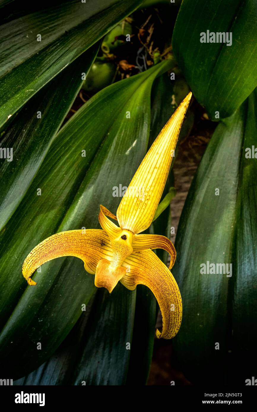Bulbophyllum lobbii Orchid Stock Photo