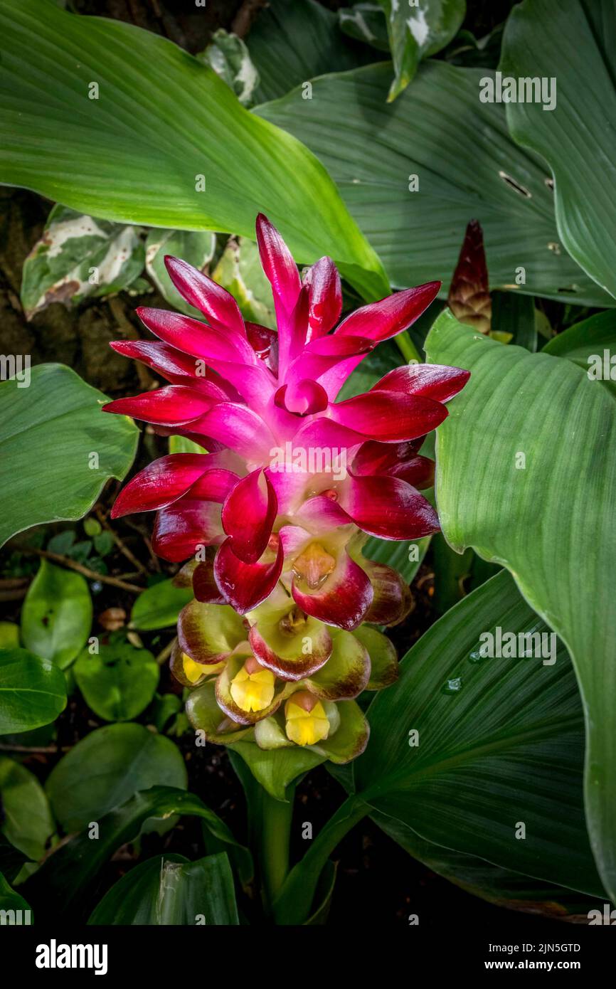 Turmeric flower, Curcuma Longa Stock Photo