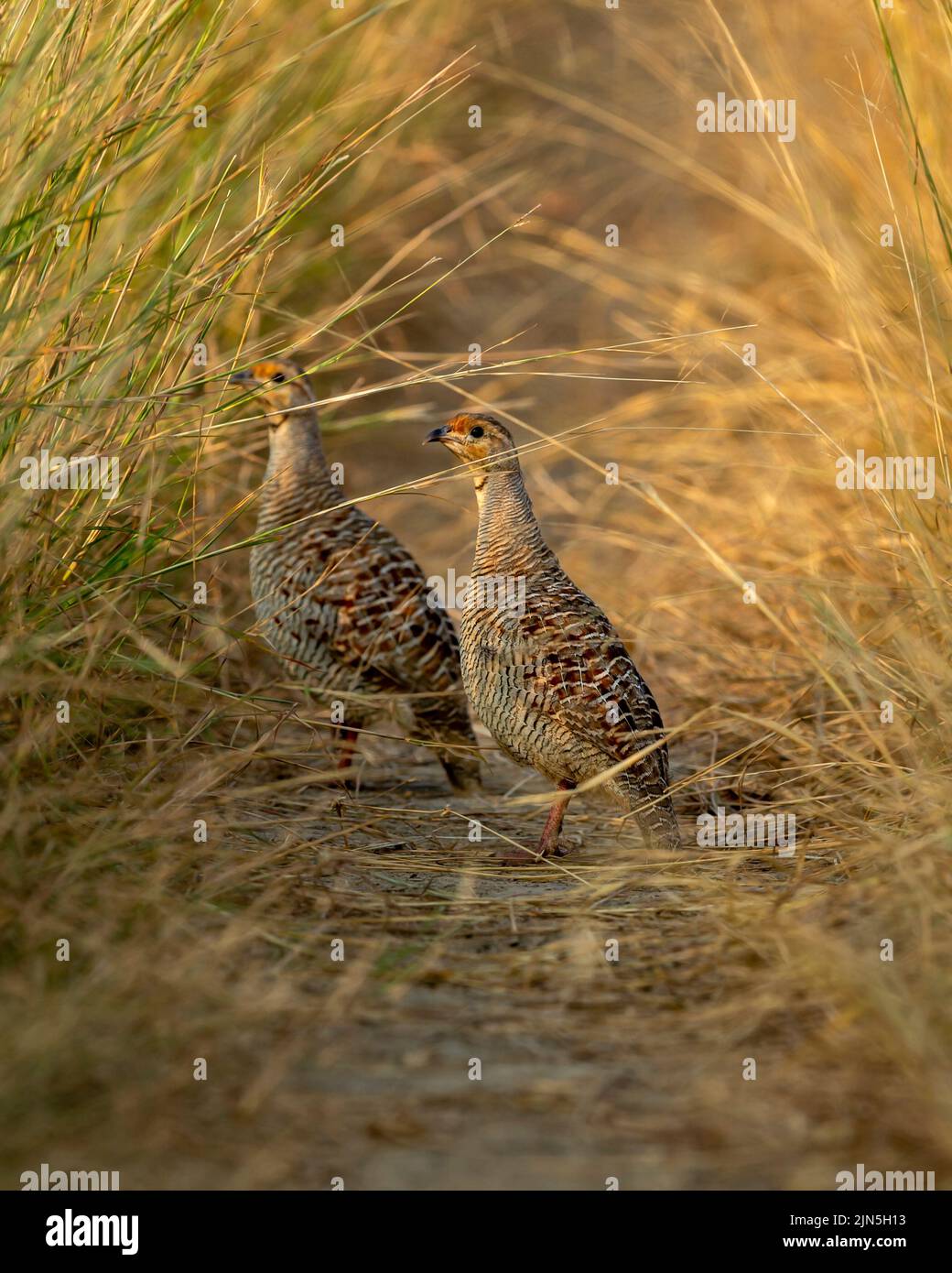 side profile of grey francolin or grey partridge or Francolinus pondicerianus family or pair walking together on a forest track in post monsoon season Stock Photo