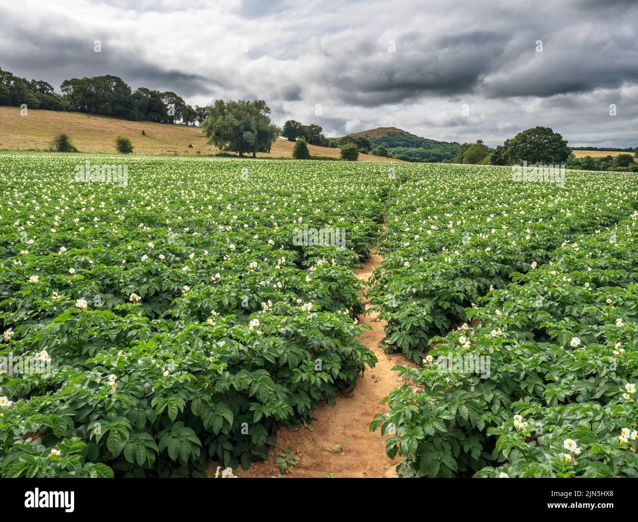 Footpath across a potato field near Evendine approaching British Camp Malvern Hills AONB England Stock Photo