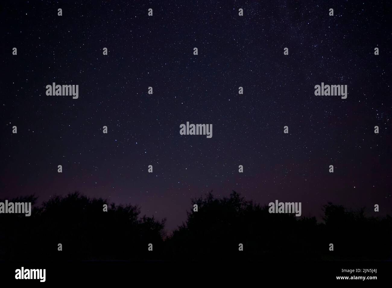 view on starry night sky above trees Stock Photo