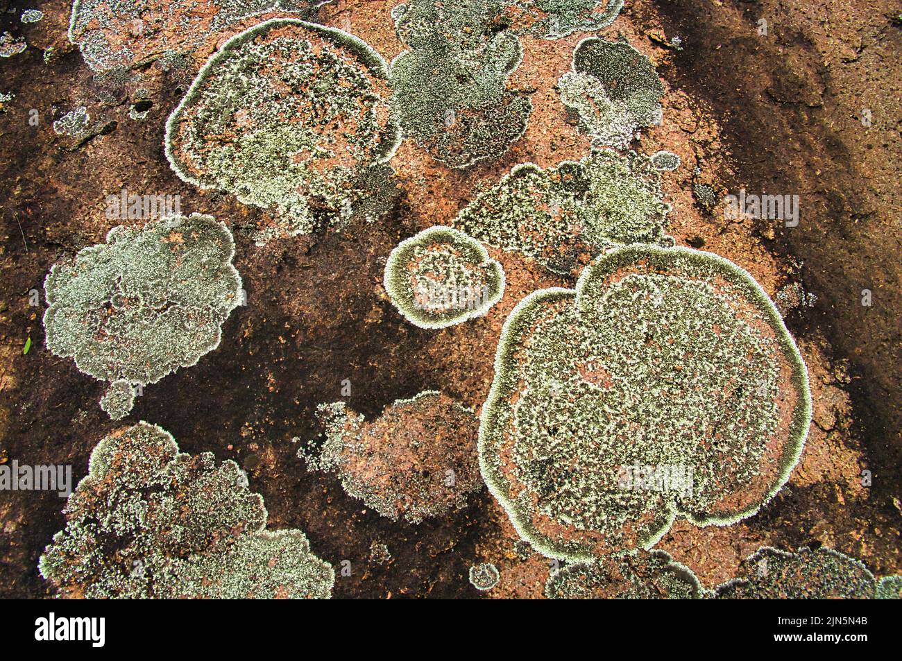 Lichen on a boulder. Abstract rounded patterns of lichen on granite ...