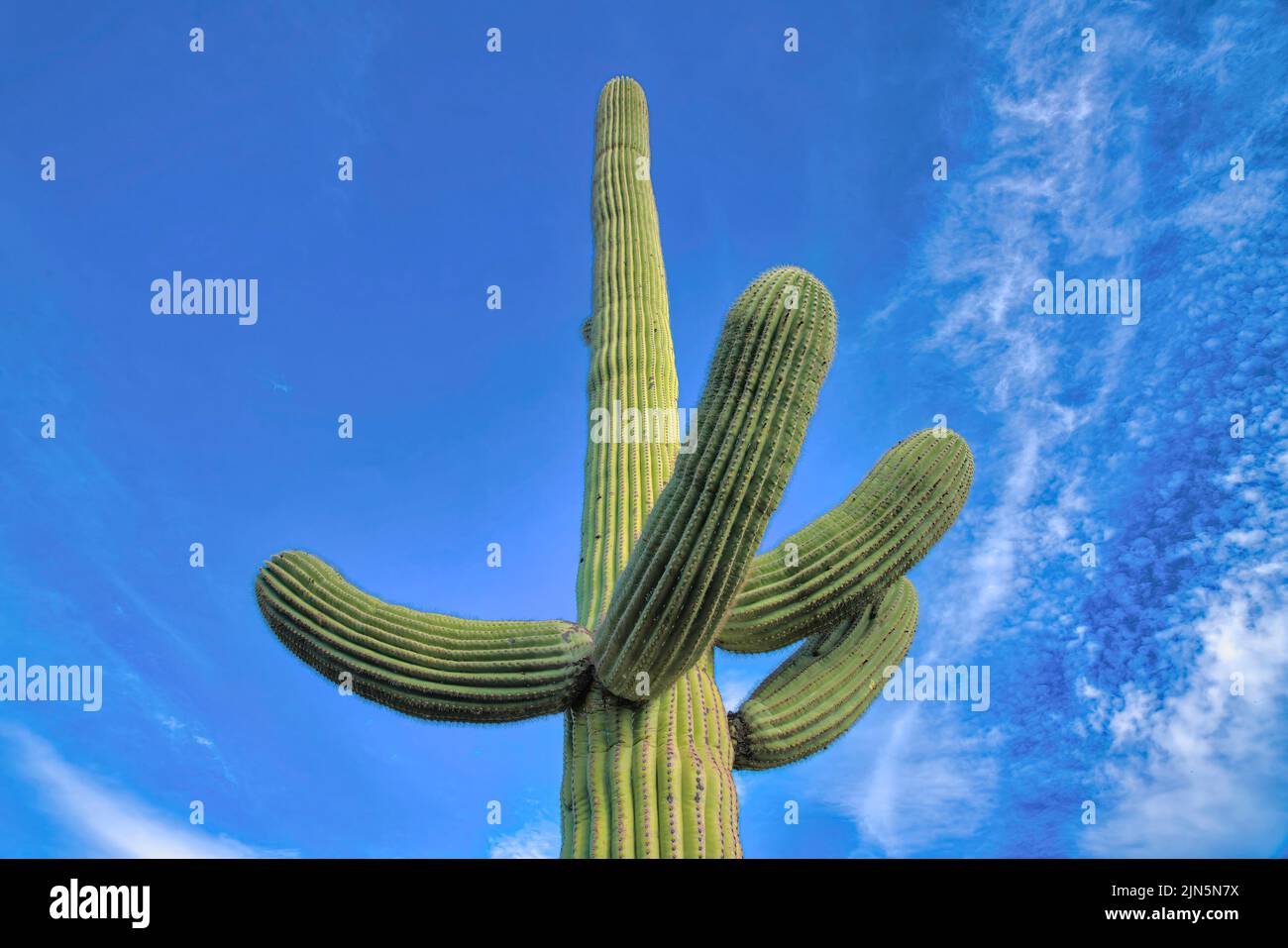 Low angle view of saguaro cactus with four arms in Tucson, Arizona ...