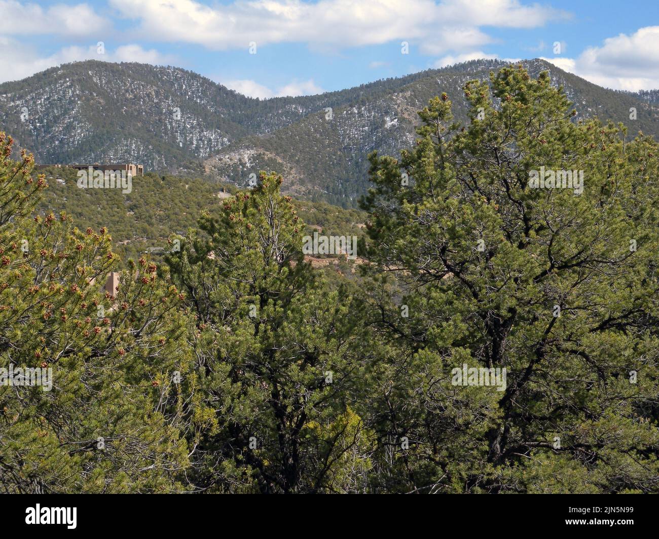 Juniper (Juniperus monosperma) forest on Cerro Gordo trail, Sangre de Cristo range, Santa Fe, New Mexico, USA, 2009-03-30 13:51. Stock Photo