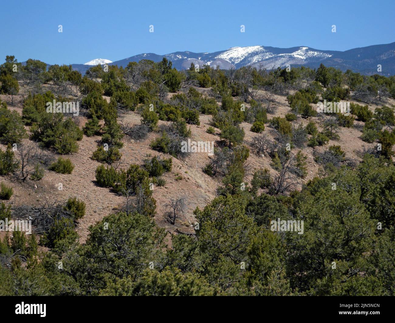 Junipers (Juniperus monosperma) and Sangre de Cristo mountains seen from the ski basin road, Santa Fe, New Mexico, USA, 2009-03-31 10:13. Stock Photo