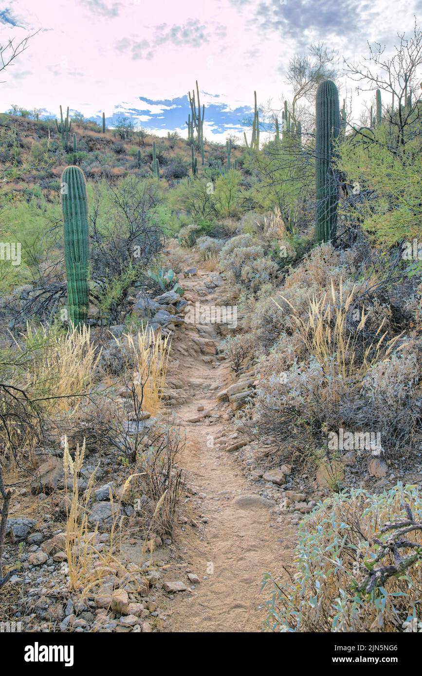 Sabino Canyon State Park hiking trail in Tucson, Arizona. Quiet nature