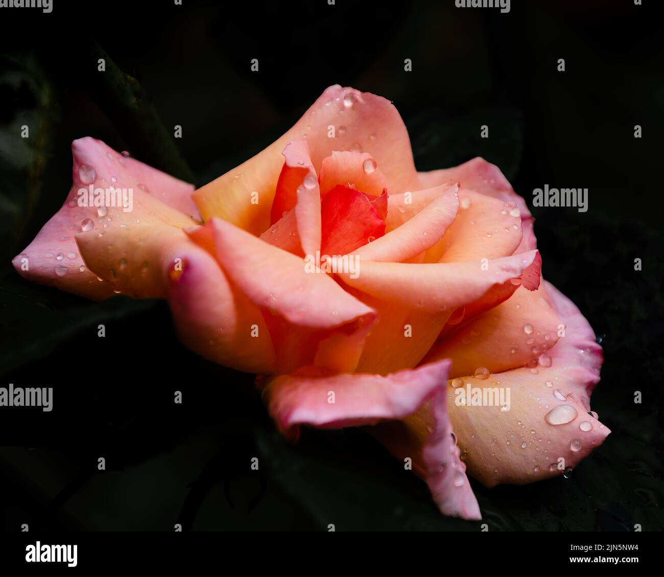 Pink and peach  rose closeup Stock Photo