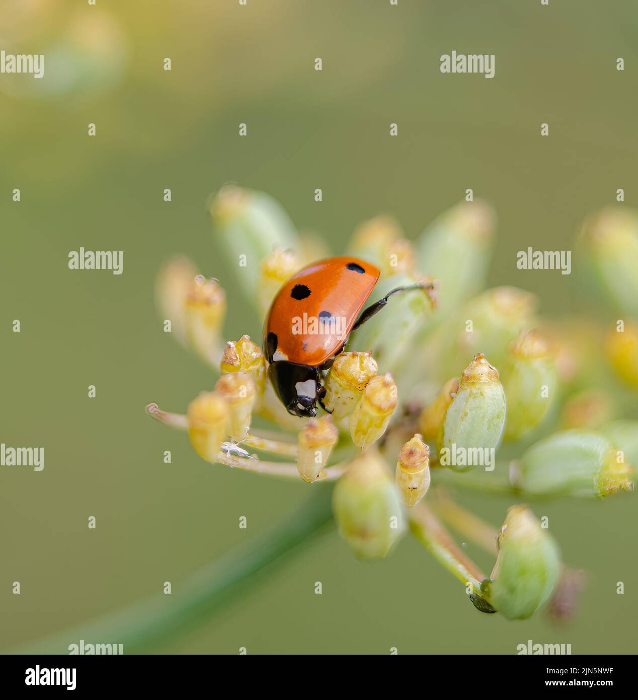 Ladybird on yellow fennel flower Stock Photo