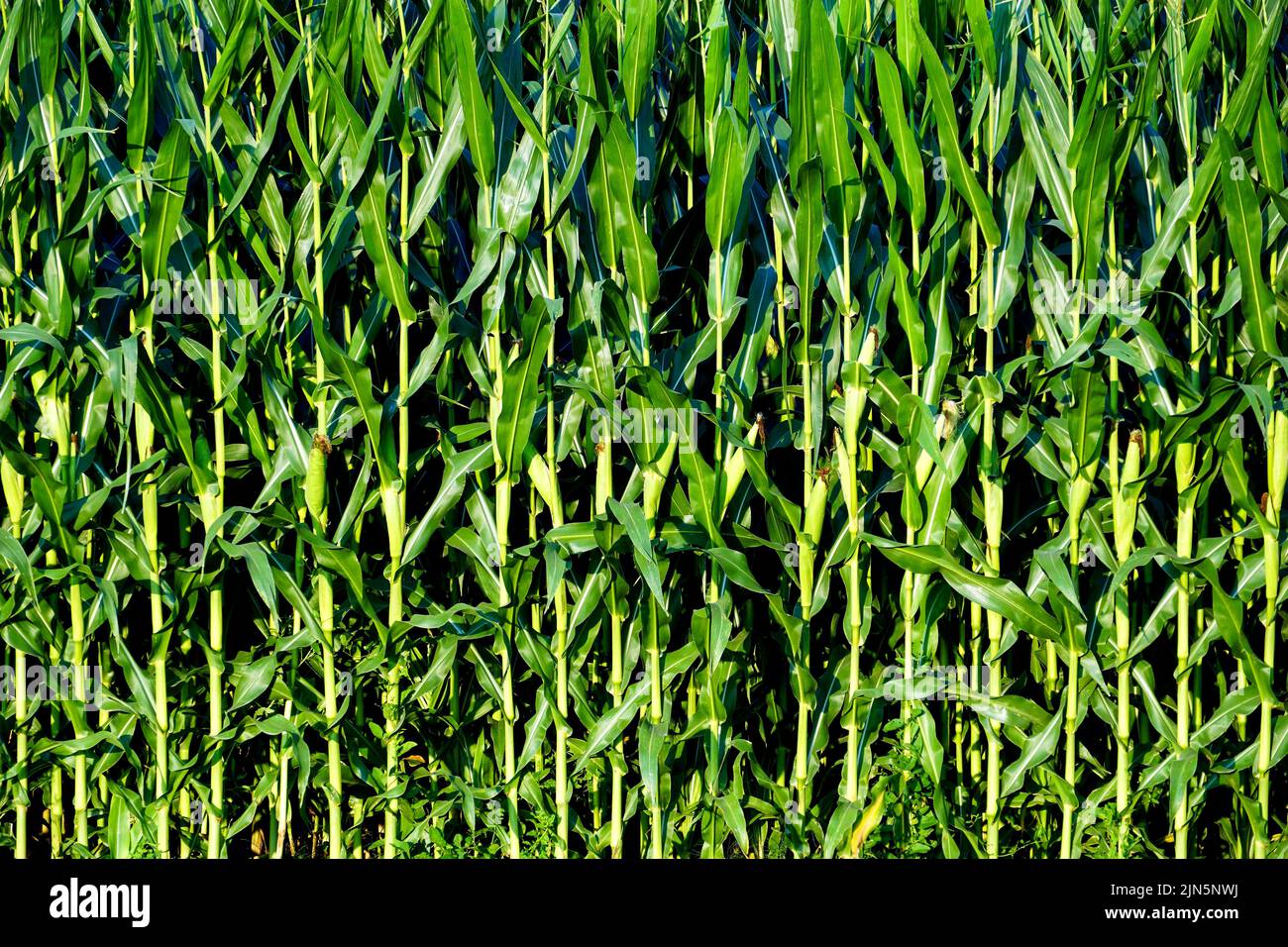 Green corn stalks background. Green corn field in the summer. Stock Photo