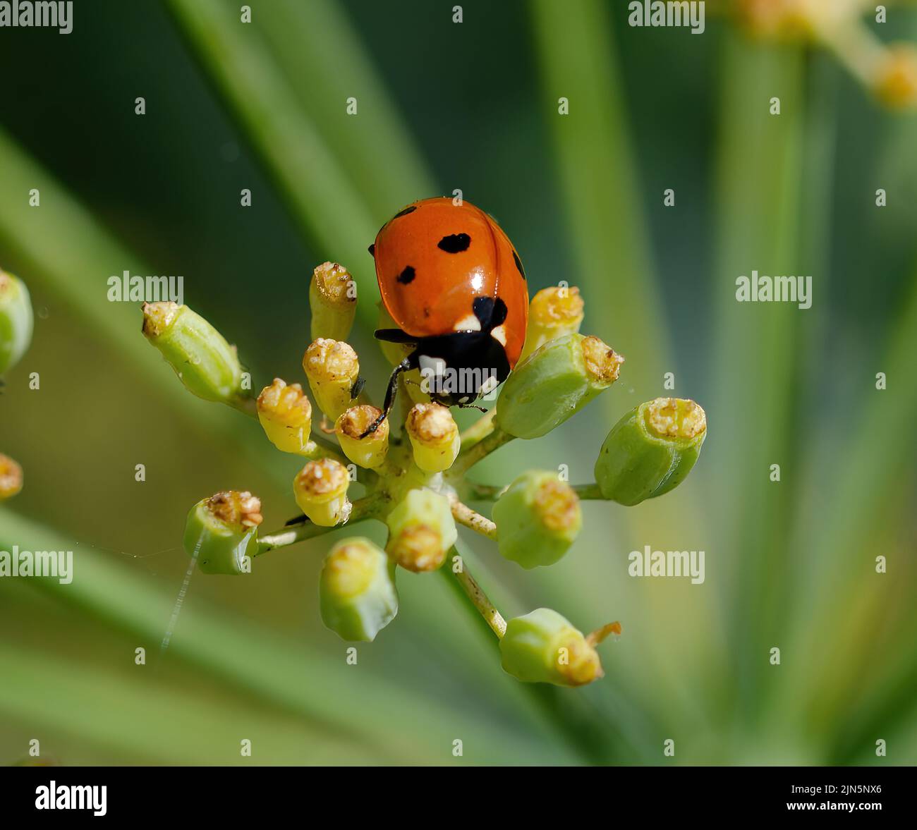 Ladybird on fennel Stock Photo